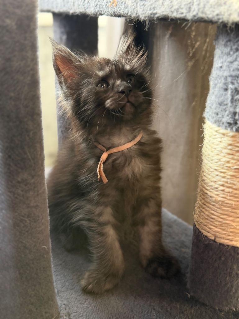 Maine coon kittens looking for their forever home 