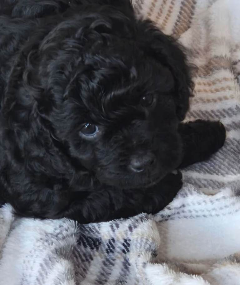 Ready to go 9 week cavapoo girl 