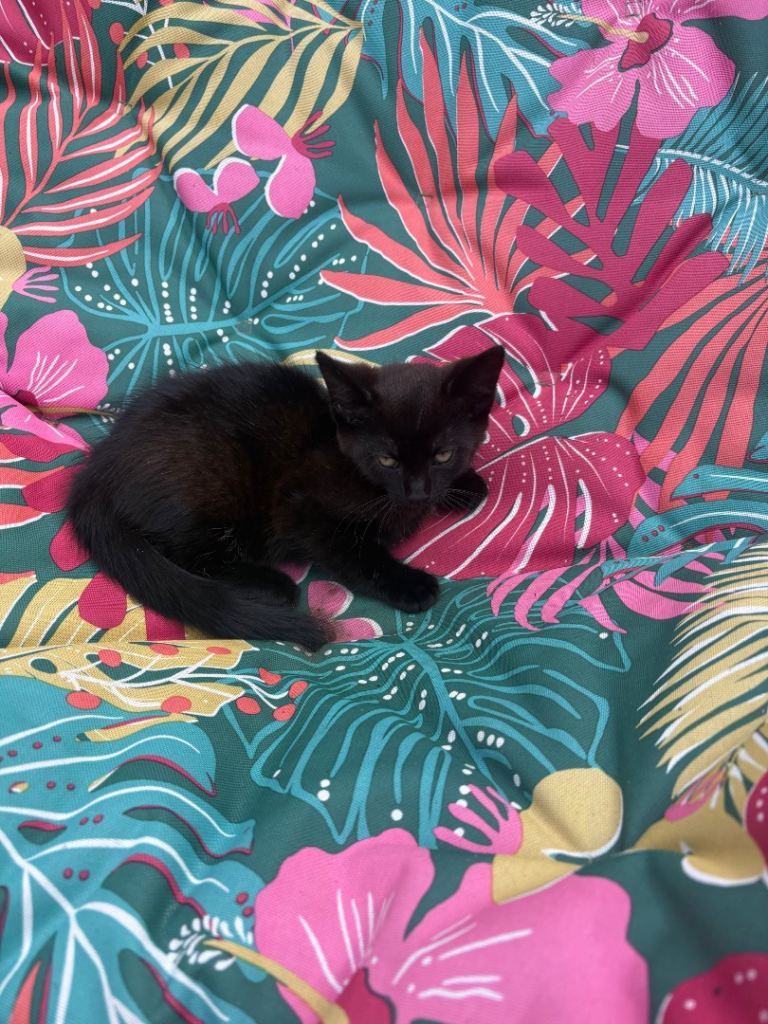 Kitten 