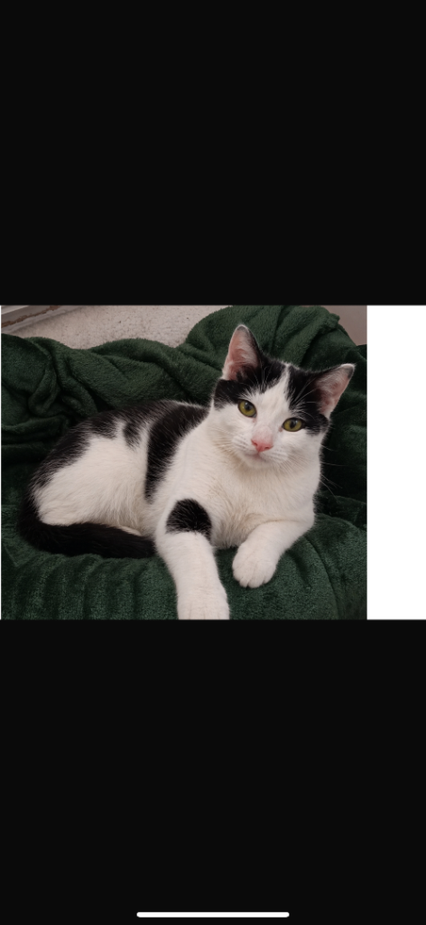 Beautiful Male Tabby Kitten – Litter Trained & Fully Vaccinated