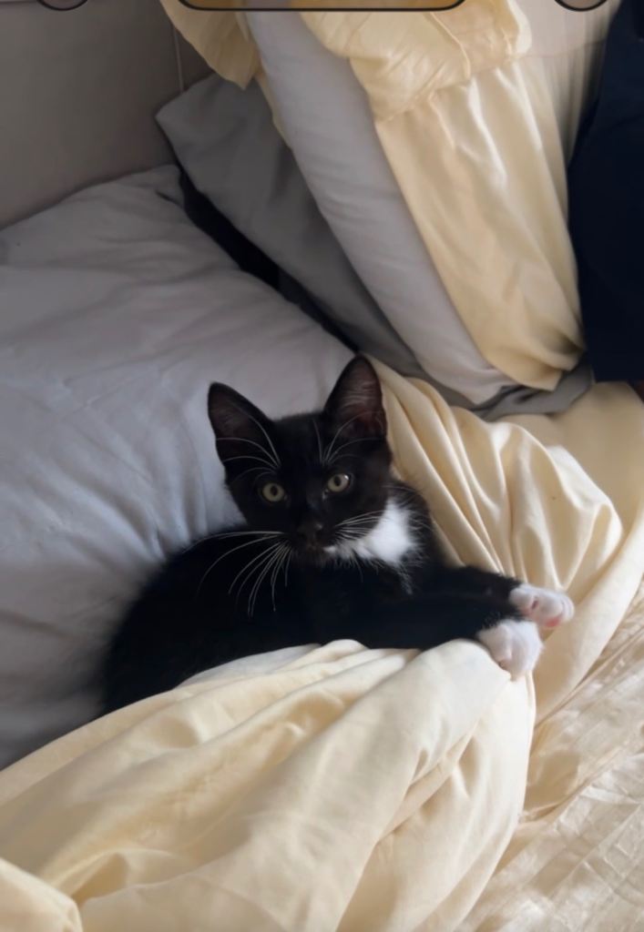 2 cats to rehome  