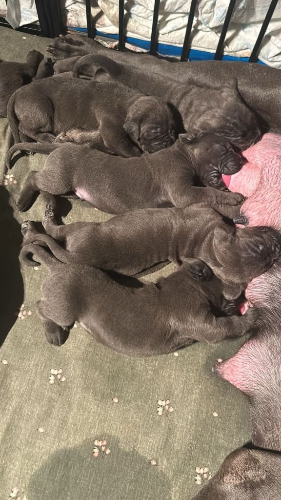 Pure Blue Cane Corso puppies for sale 