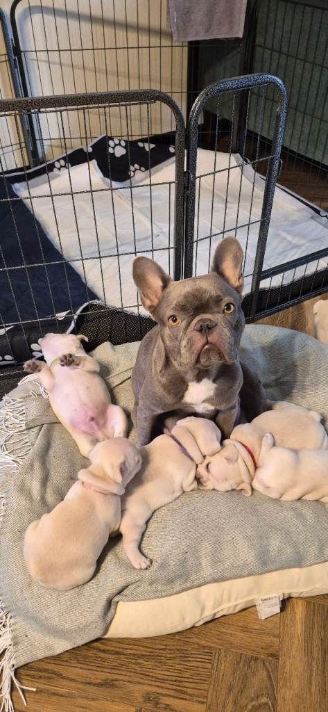 Cream French Bulldog puppies 