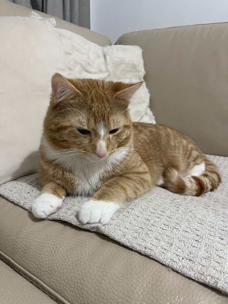 Adorable Cat looking for a loving home 