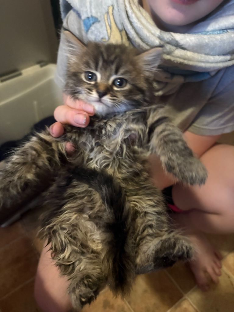 Beautiful fluffy kittens for sale