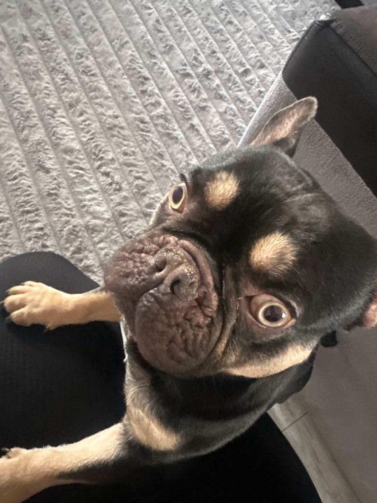 Frenchie chocolate brown 