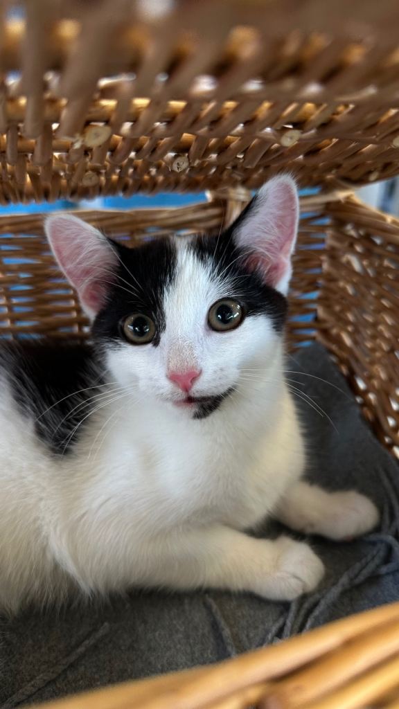 Baby girl needs a loving home