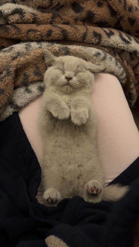 Beautiful British Shorthair Kitten – Teddie 🐾