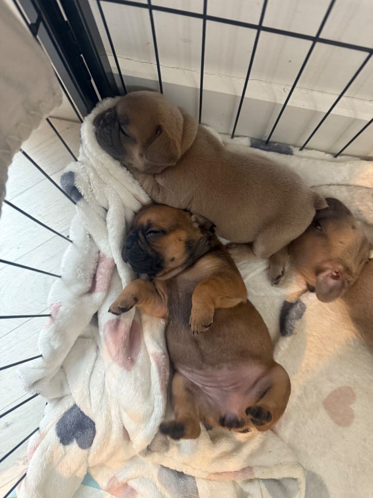 Beautiful French Bulldog Puppies 
