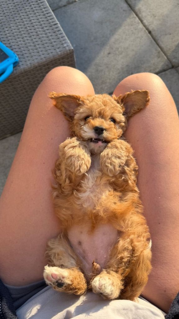 Cavapoo
