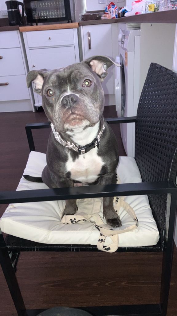 Blue Staffordshire bull terrier female 