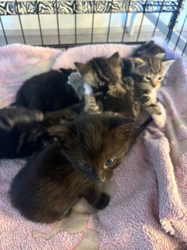 6 Curious Loving Domestic Shorthair Kittens