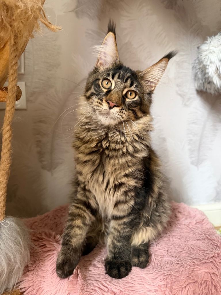 XL TICA Pedigree registered Maine Coon kitten