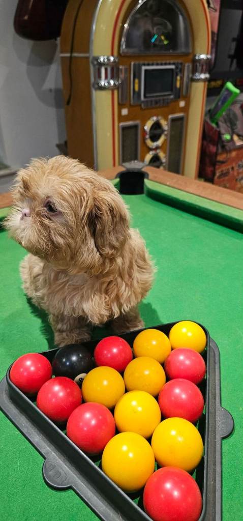 Shih Tzu puppies