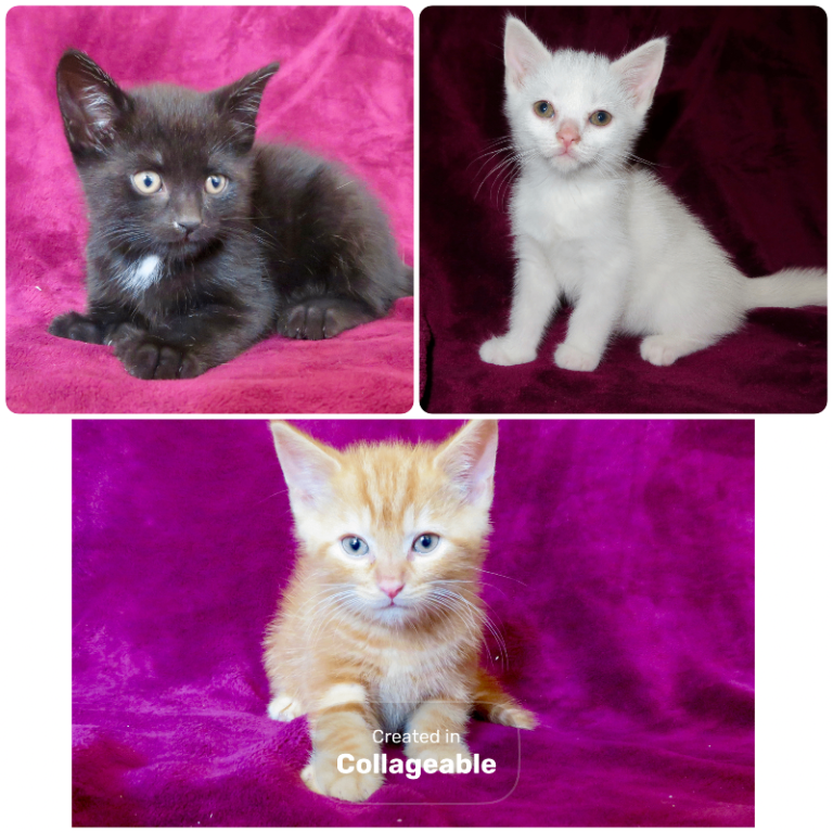 Three Playful Male kittens 