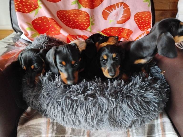 Miniature dashound puppies.