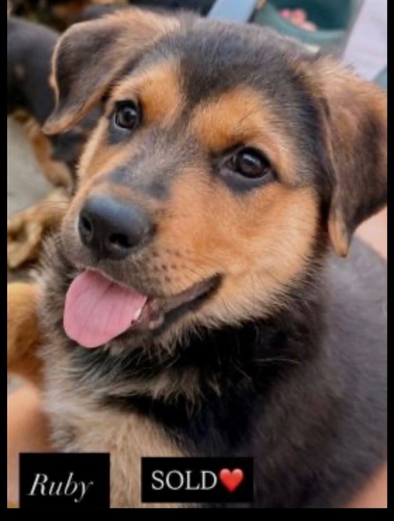 Stunning Rottweiler × German Shepherd Puppies