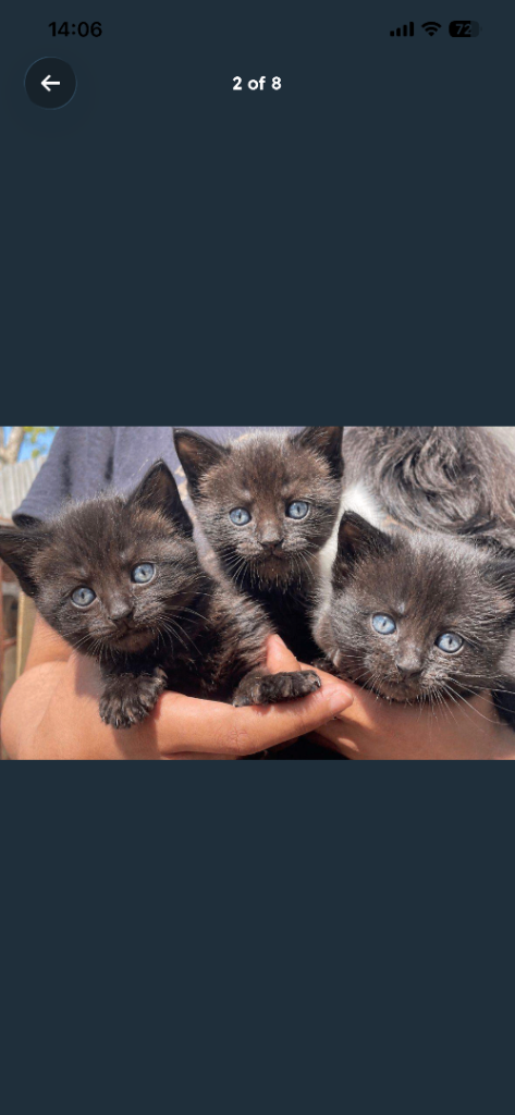 3 gorgeous kittens