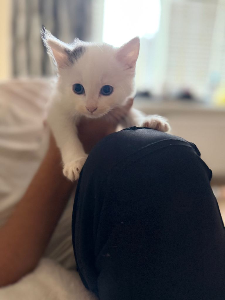 7 Kittens for sale