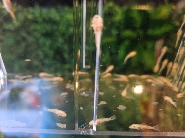 Albino plec 