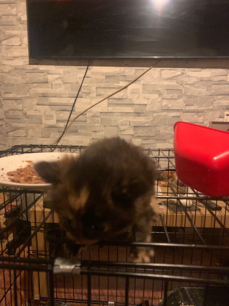 Beautiful fluffy kittens for sale 