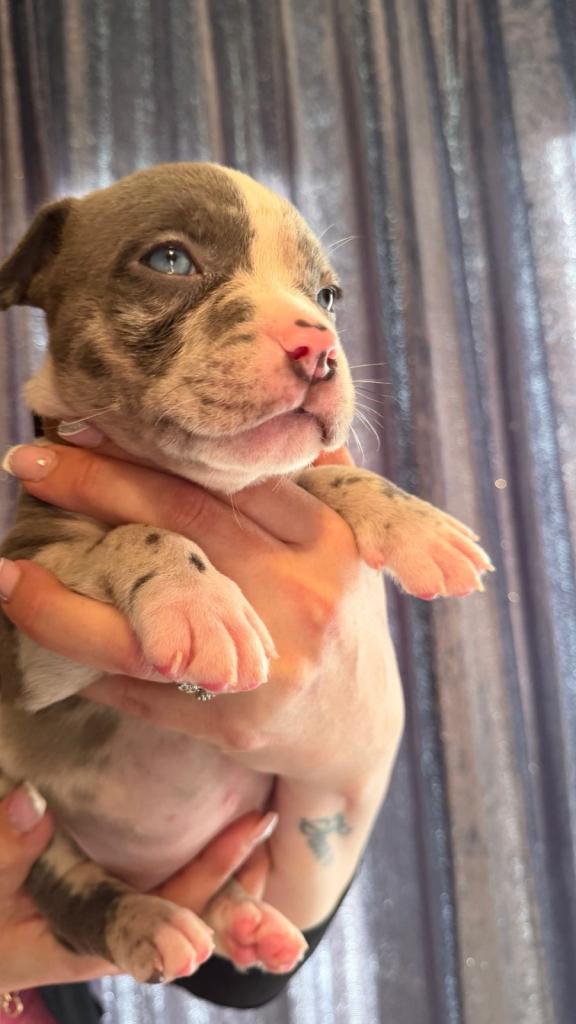 ⭐️ TOP BLOODLINE AMERICAN POCKET BULLY ⭐️