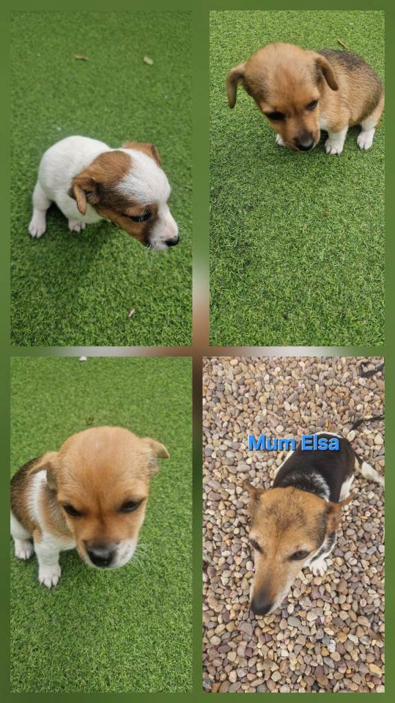 Jack Russell Pups , ready for forever homes 