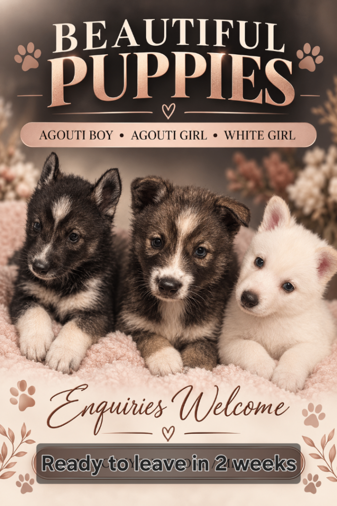 Pedigree Siberian husky pups