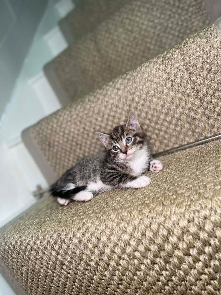 We have 5 beautiful tabby kittens available 