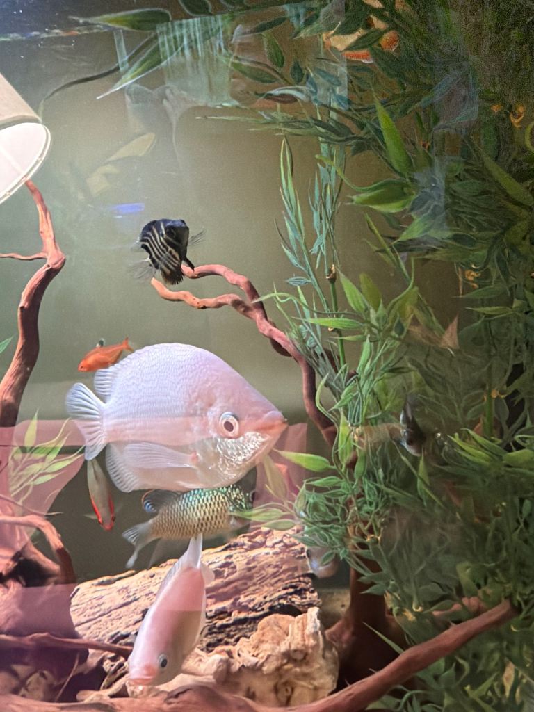 Fish