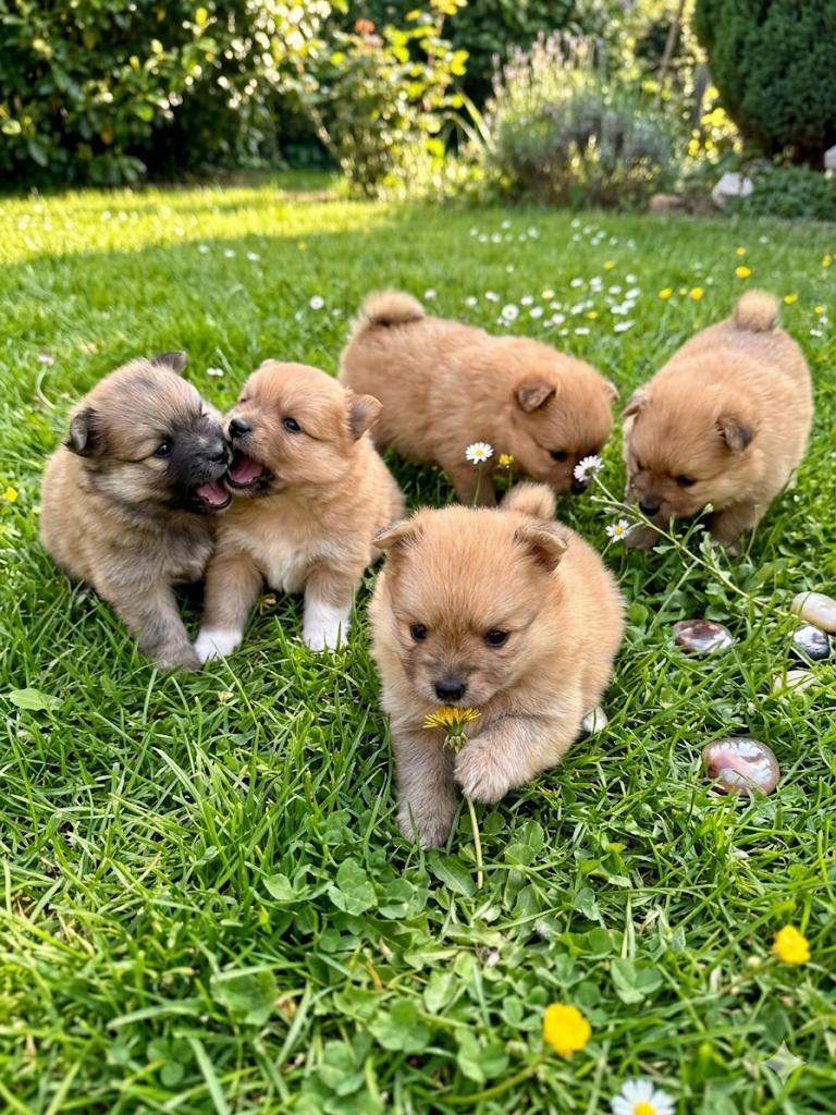 Teddy bears pomeranians 3 girls 2 boys