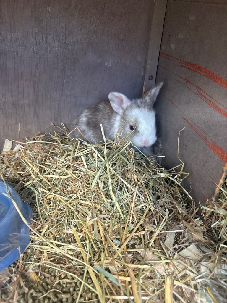 Mini Lop x Netherland Dwarf Babies 🐰