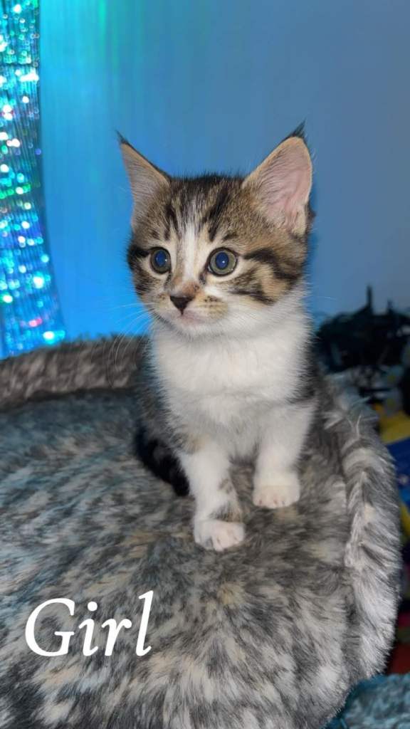 Kittens Ready for their Homes!