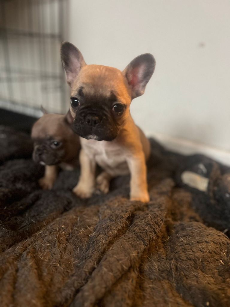 French Bulldog 