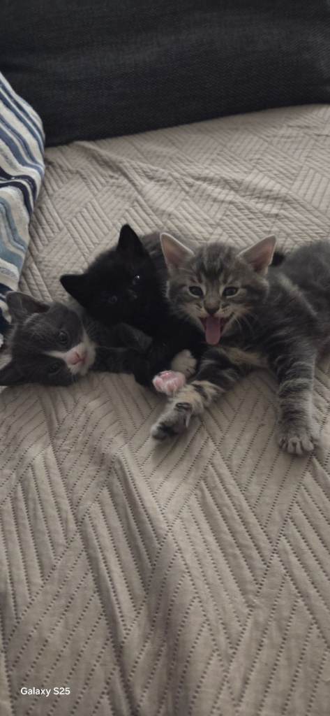 Beautiful kittens looking for loving homes