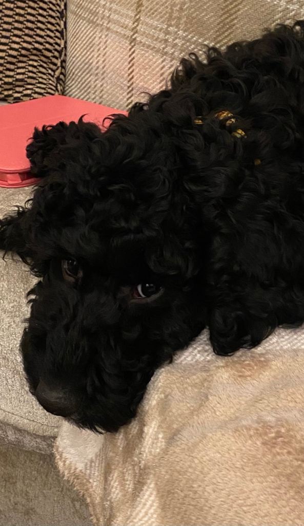 6 Month Old Cockerpoo Male Puppy