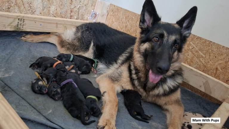 Purebred Straight Backed German Shepherd Puppies