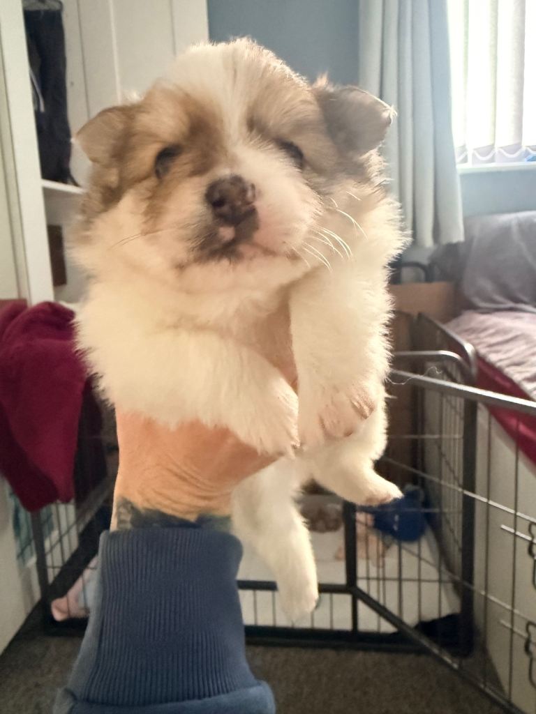 German spitz cross pomchi puppies 