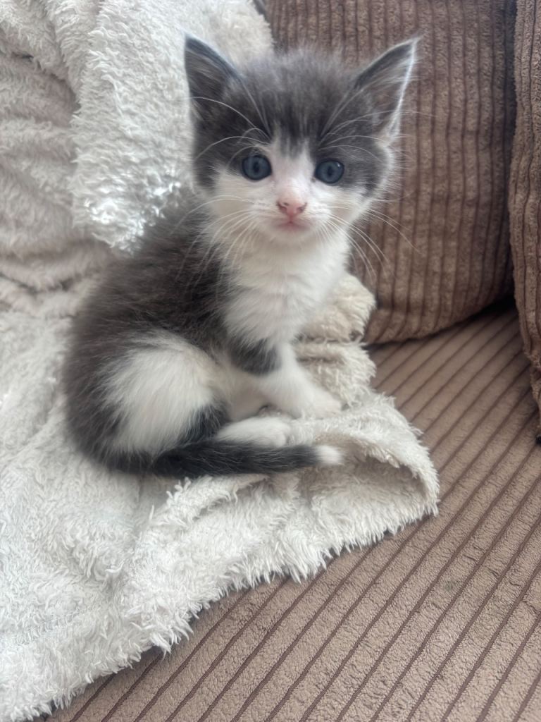 Gorgeous little grey and white boy kitten 
