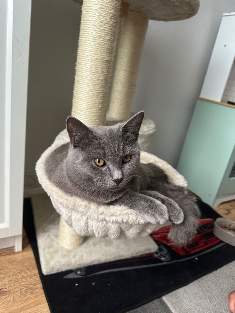 🐾 Sweet & Friendly 18-Week-Old Kitten Looking for a Loving Forever Home! 