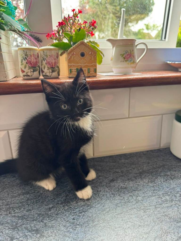5 stunning kittens for sale