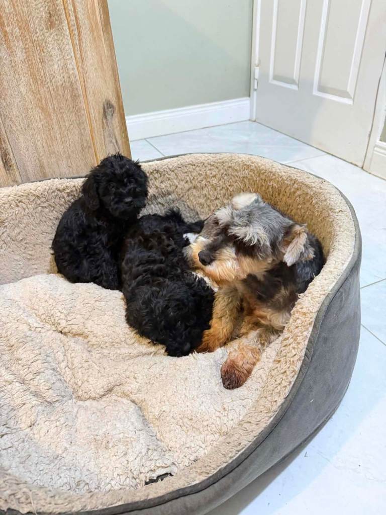 Schnoodle puppies - ready now