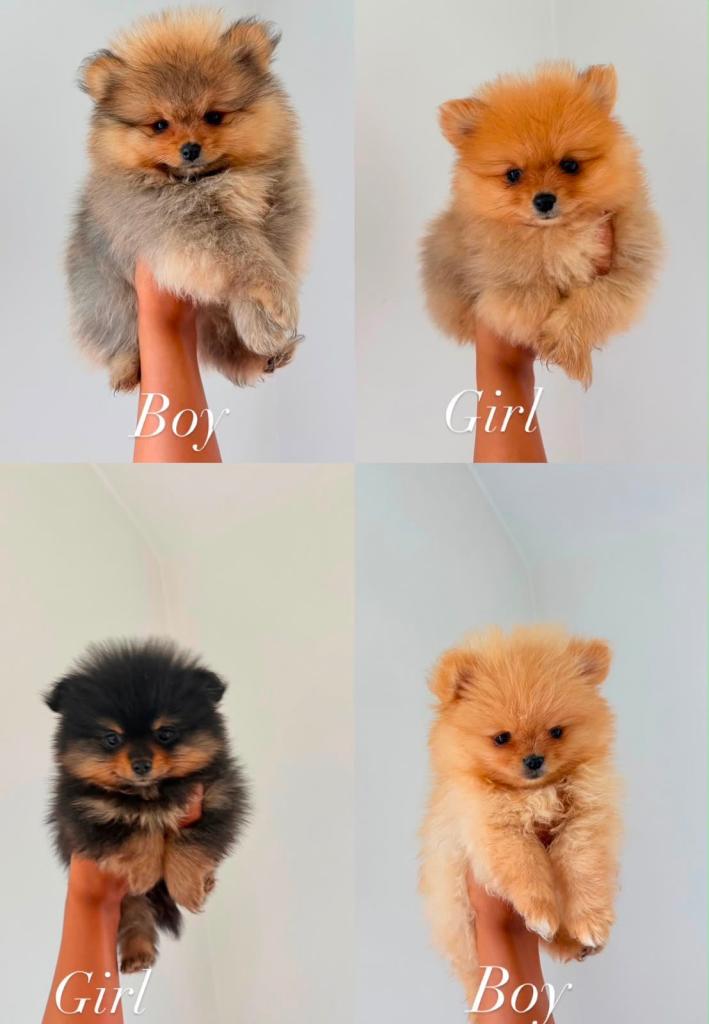 5 BEAUTIFUL POMERANIAN PUPPIES