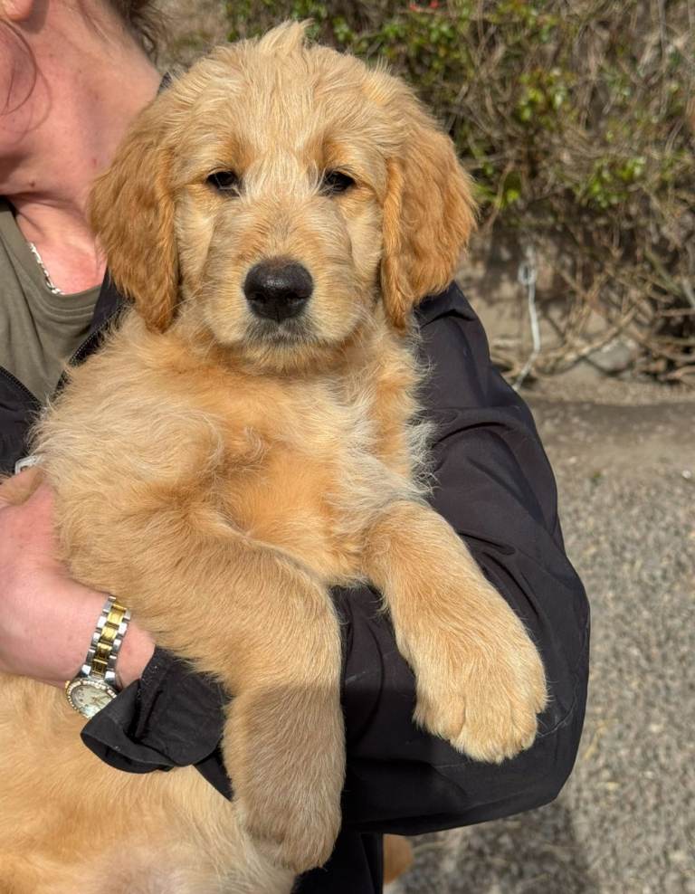Goldendoodle boy . 