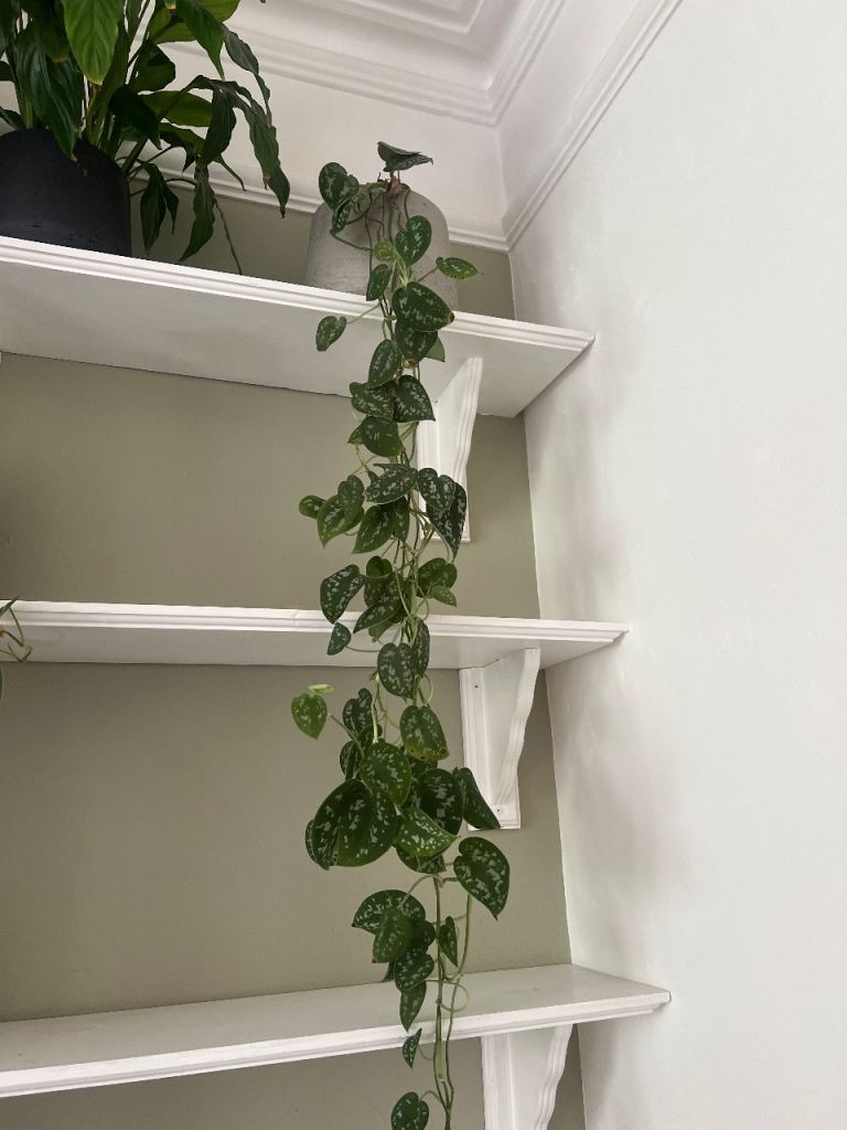 Trailing Houseplant in Grey Pot from patch plants 