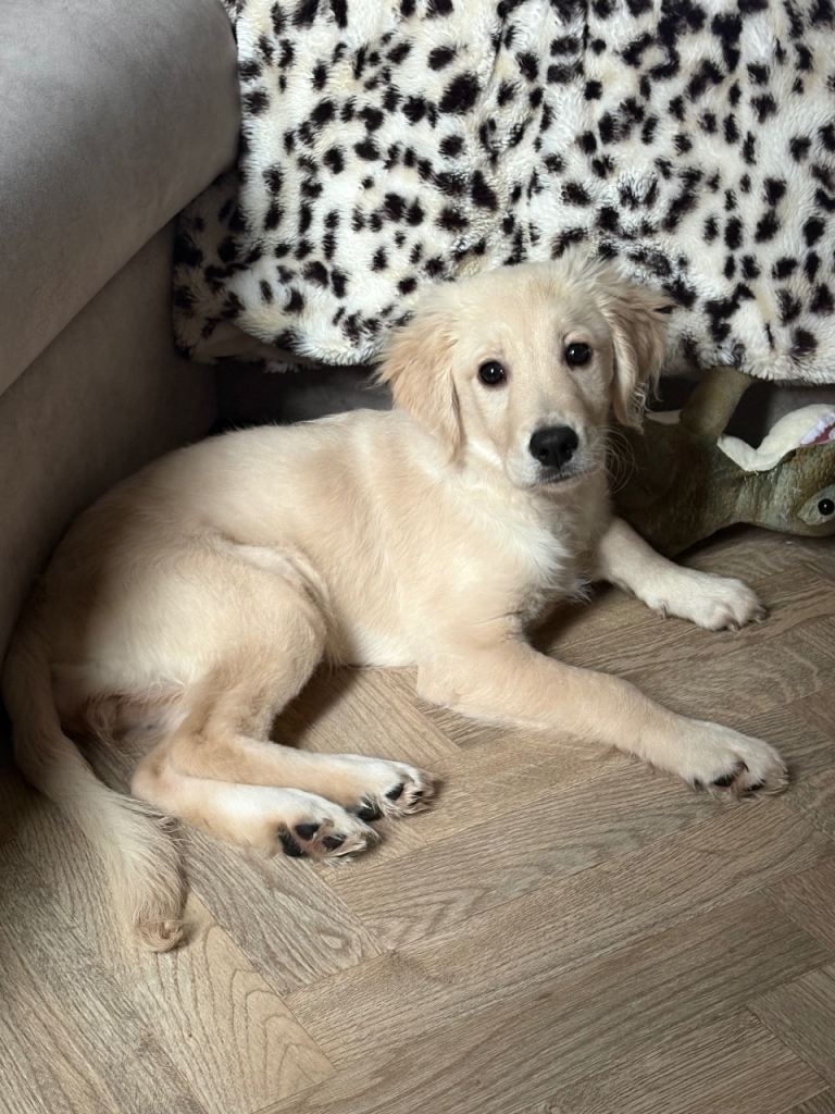 Golden retriever 