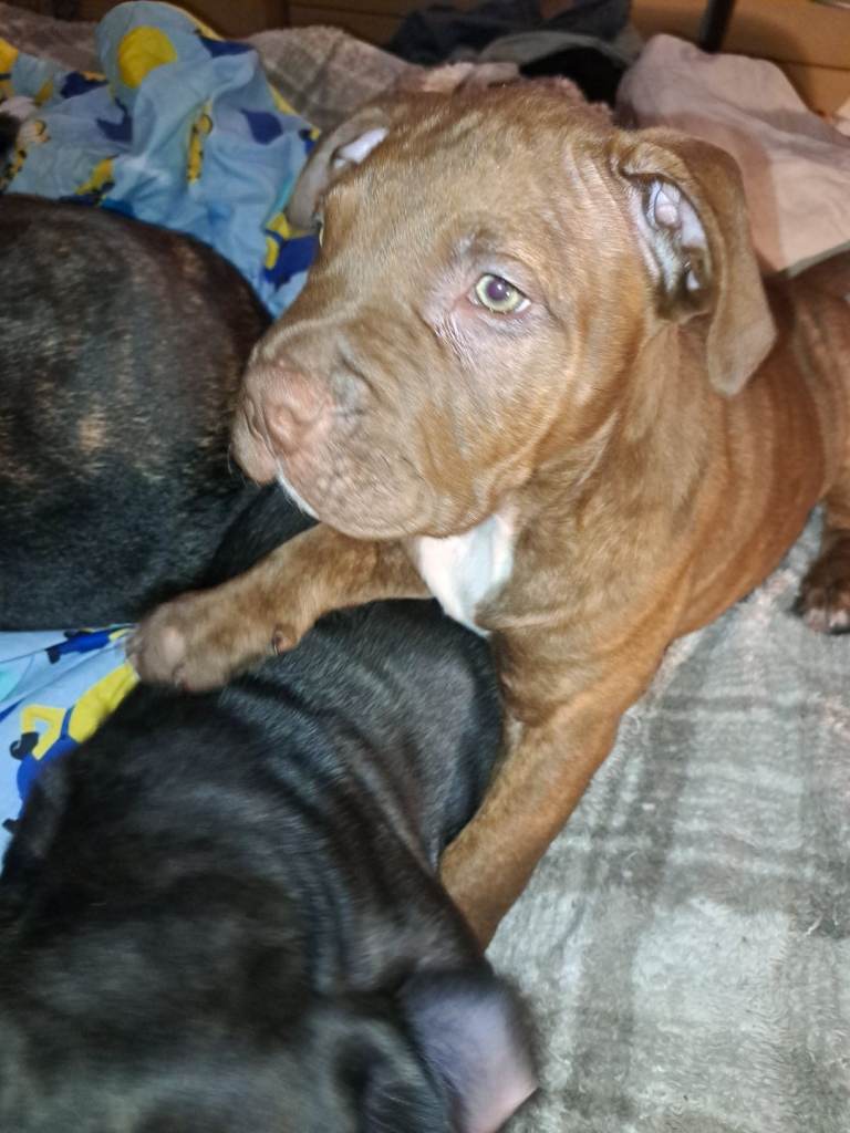 Staffy X American Bulldog