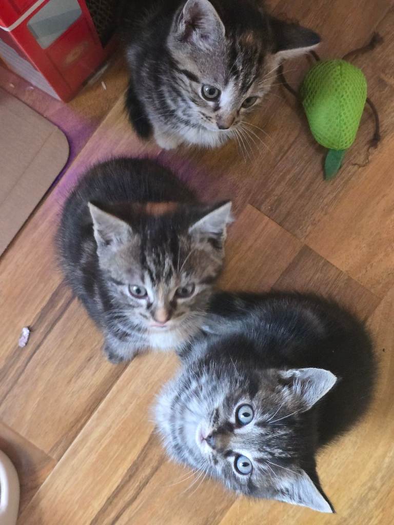 Kittens for sale Aberdeen 