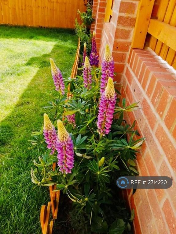 3 bedroom house in Wynne Crescent, Rugby, CV21 (3 bed) (#2714220)