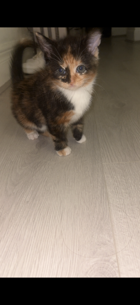 Female kitten 